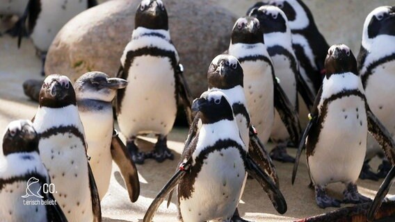 Pinguine kurz vor der Fütterung. © Screenshot 
