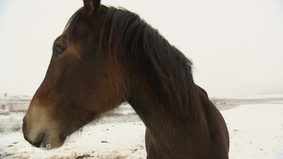 Ein Pferd im Profil auf einer verschneiten Koppel. © Screenshot 