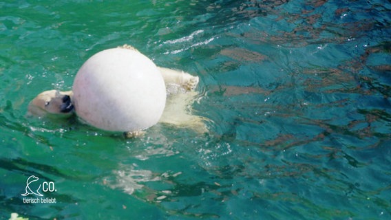 Eisbärin Nana spielt mit einem Ball. © Screenshot 