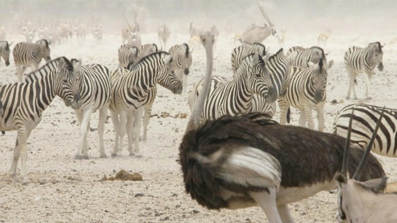 Eine Herde von Zebras rastet. Vor ihnen steht ein Afrikanischer Strauß. © Screenshot 