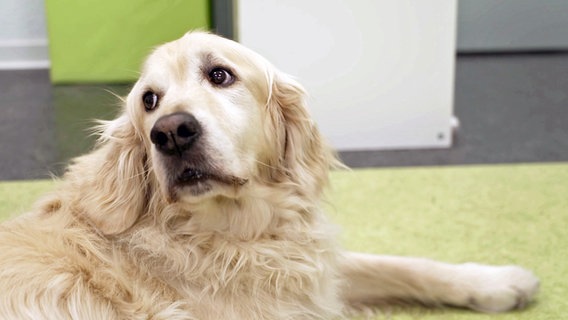 Ein blonder Labrador guckt in die Kamera. © Screenshot 