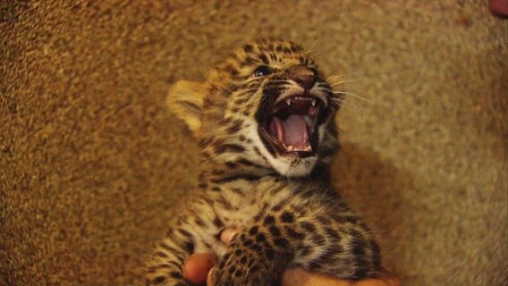 Ein Leopardenjunges wird von einem Menschen in der Hand gehalten. Es reisst das Maul weit auf. © Screenshot 