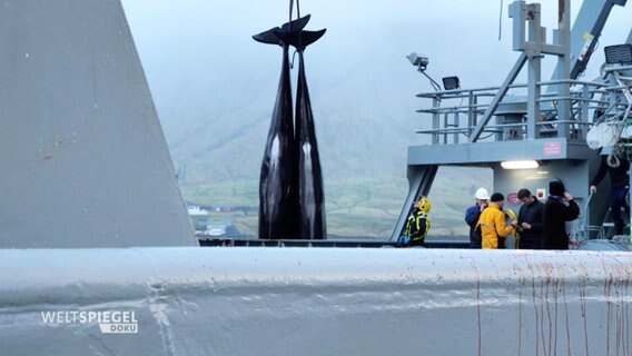 Zwei Wale werden von einem Kran auf ein Schiff gehoben. © Screenshot 