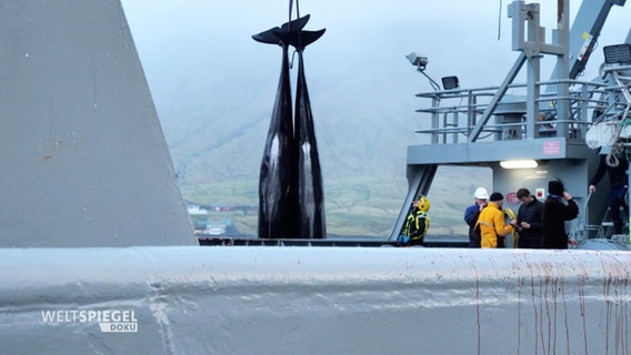 Zwei Wale werden von einem Kran auf ein Schiff gehoben. © Screenshot 