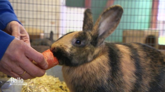 Ein Kaninchen wird mit einer Möhre gefüttert. © Screenshot 