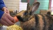 Ein Kaninchen wird mit einer Möhre gefüttert. © Screenshot 