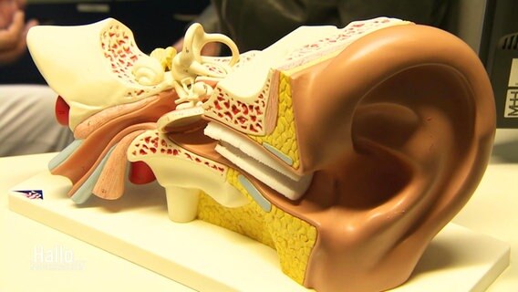 Das Modell eines menschlichen Gehörganges steht auf einem Tisch. © Screenshot 