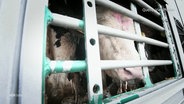 Rinder in einem Viehtransporter. (Quelle: Vier Pfoten) © Screenshot 