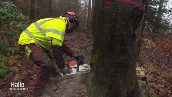 Ein Mann mit Kettensäge fällt einen Baum. © Screenshot 