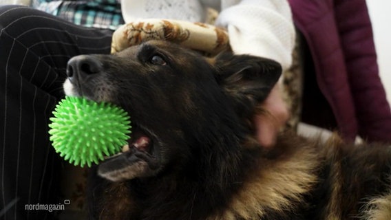 Schäferhund Robert mit einem grünen Ball im Maul. © Screenshot 