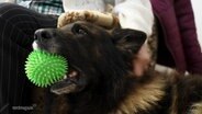 Schäferhund Robert mit einem grünen Ball im Maul. © Screenshot 