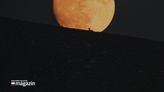 Ein Tier schaut zu einem grßen Mond auf. © Screenshot 