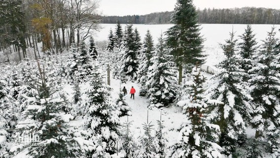 Weitaufnahme einer verschneiten Tannenbaumplantage durch die zwei Menschen spazieren. © Screenshot 