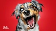 Portrait eines Hundes mit aufgerissenem Maul nach einem Leckerli fangend vor rotem Hintergrund. © Screenshot 