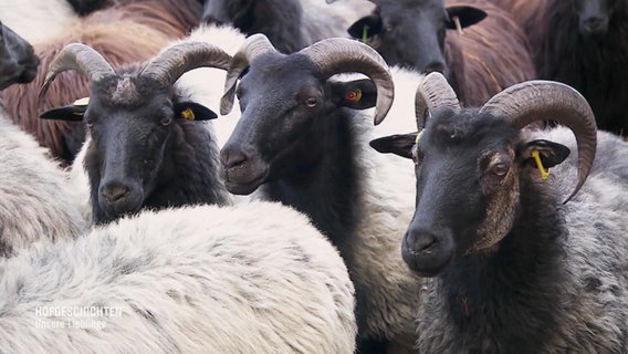 Schafsböcke mit Hörnern dicht aneinander gereiht. © Screenshot 