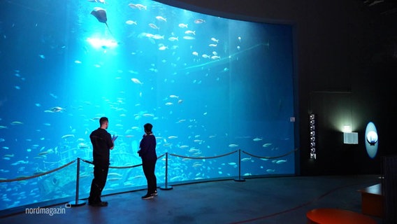 Ein riesiges Aquarium im Stralsunder Ozeaneum. © Screenshot 