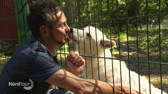 Reporter Peter Jagla lässt sich von einem weißen Wolf durch Gitterstäbe durch über das Gesicht lecken. © Screenshot 