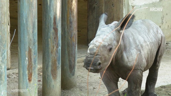 Ein junges Breitmaulnashorn. © Screenshot 