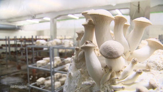 Pilze in einer Pilzfarm. © Screenshot 