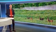 André Schünke moderiert NDR Info 17:00. © Screenshot 