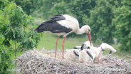 Ein Storch mit Nachwuchs. © Screenshot 