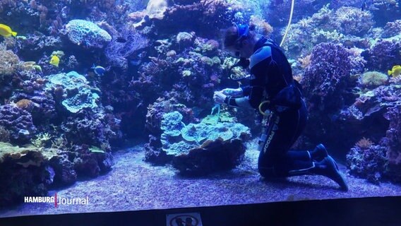 Eine Mitarbeiterin des Tropen-Aquariums taucht in einem großen Aquarium und vermisst unter Wasser Korallen. © Screenshot 
