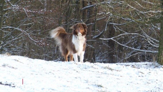 Ein Hund steht auf einem schneebedeckten Hügel. © Screenshot 