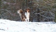 Ein Hund steht auf einem schneebedeckten Hügel. © Screenshot 