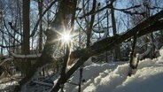 Die Sonne scheint durch die Äste eines Baumes. © Screenshot 