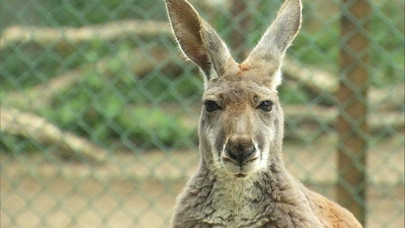 Ein Känguru vor einem Zaun. © Screenshot 