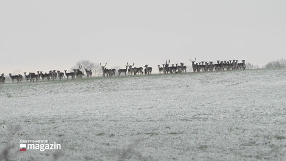 Eine Gruppe von Rehen und Hirschen auf einem Feld. © Screenshot 