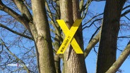 Ein gelb gestrichenes Kreuz aus Holz mit der Aufschrift "WiWa bleibt!" hängt an einem Baum in einem Waldstück in Wilhelmsburg. © Screenshot 