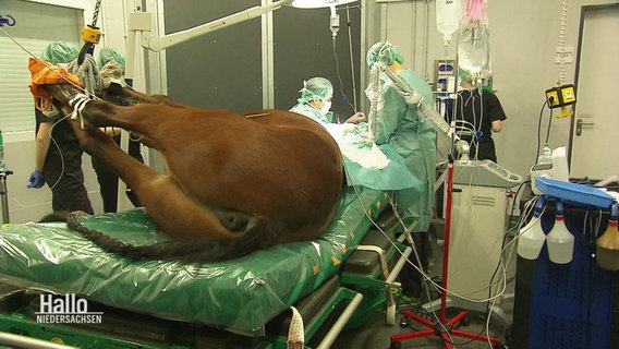 Ein Pferd in Narkose auf dem Operationstisch. © Screenshot 
