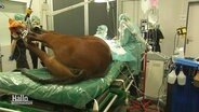 Ein Pferd in Narkose auf dem Operationstisch. © Screenshot 