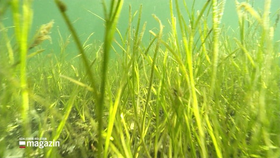 Unterwasser Gras. © Screenshot 