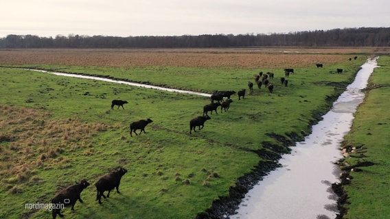 Rinder stehen auf einer Weide. © Screenshot 