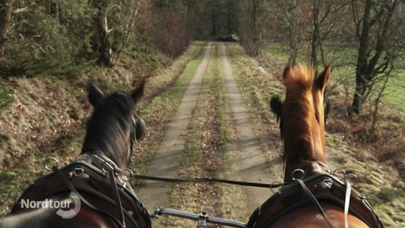 Zwei eingespannte Pferde aus der Perspektive eines Kutschers aus gesehen. © Screenshot 