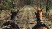 Zwei eingespannte Pferde aus der Perspektive eines Kutschers aus gesehen. © Screenshot 