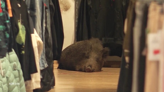 Ein Wildschwein liegt im Gang eines Bekleidungsgeschäfts. © Screenshot 