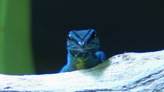 Ein blauer Gecko. © Screenshot 