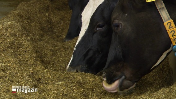 Heu fressende Kühe im Stall. © Screenshot 