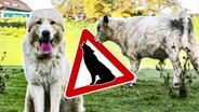 Realer Irrsinn: Hausarrest für Herdenschutzhunde in Windeck! (aus "extra 3 Spezial: Der reale Irrsinn vom 07.02.2024") © NDR 
