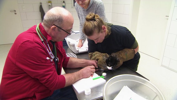 Ein Tierarzt behandelt eine Hauskatze. © Screenshot 
