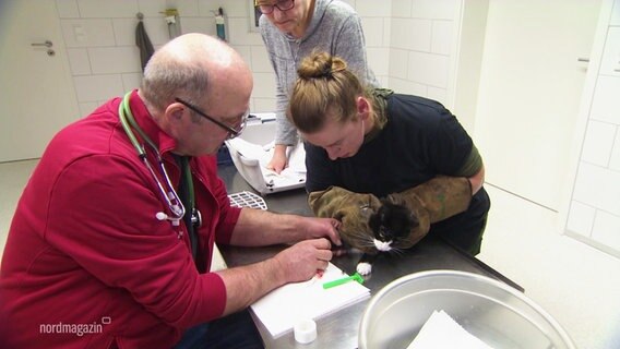 Ein Tierarzt untersucht eine Katze. © Screenshot 