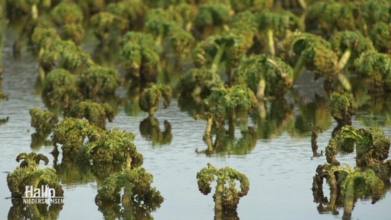 Grünkohlpflanzen auf einem Feld unter Wasser. © Screenshot 