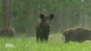 Wildschweine auf einer Lichtung. © Screenshot 