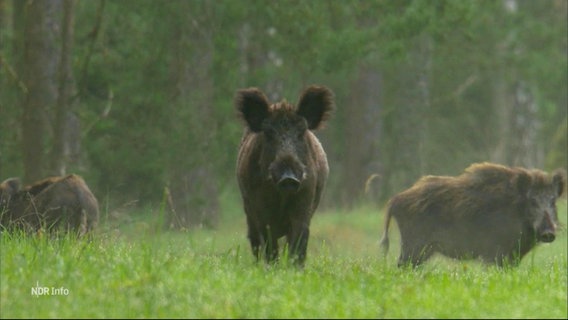 Wildschweine auf einer Lichtung. © Screenshot 