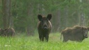 Wildschweine auf einer Lichtung. © Screenshot 