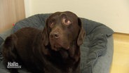 Labrador-Rüde "Ide". Ein brauner Hund schaut mit typischen Hundeblick nach links aus dem Bild heraus. © Screenshot 