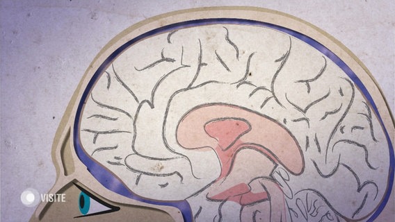 Eine grafische Abbildung des Gehirns © Screenshot 